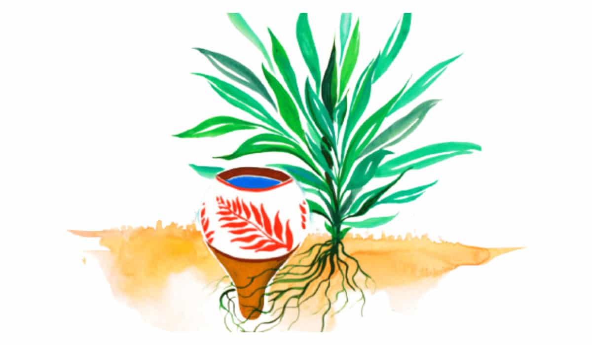 Oyas - Une jarre d’irrigation au service de vos plantes